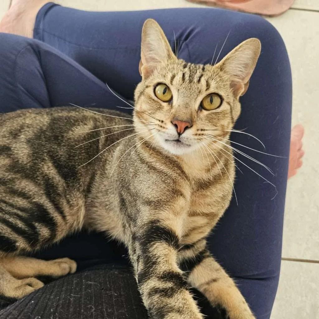 Ele, gato de porte médio para adoção em Presidente Prudente - SP