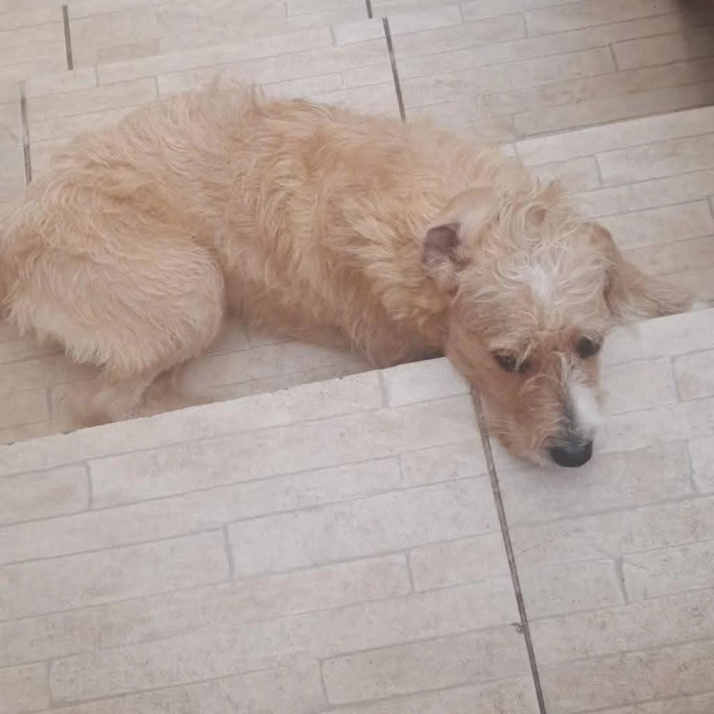 Mel, cadela de porte pequeno para adoção em Presidente Prudente - SP