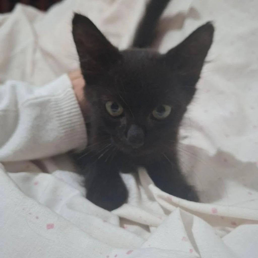 Meia-noite, gata de porte pequeno para adoção em Presidente Prudente - SP
