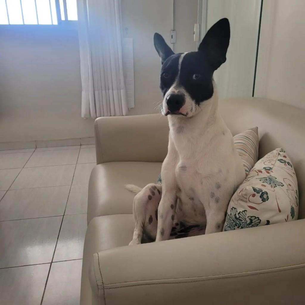 Bambino, cachorro de porte pequeno para adoção em Presidente Prudente - SP