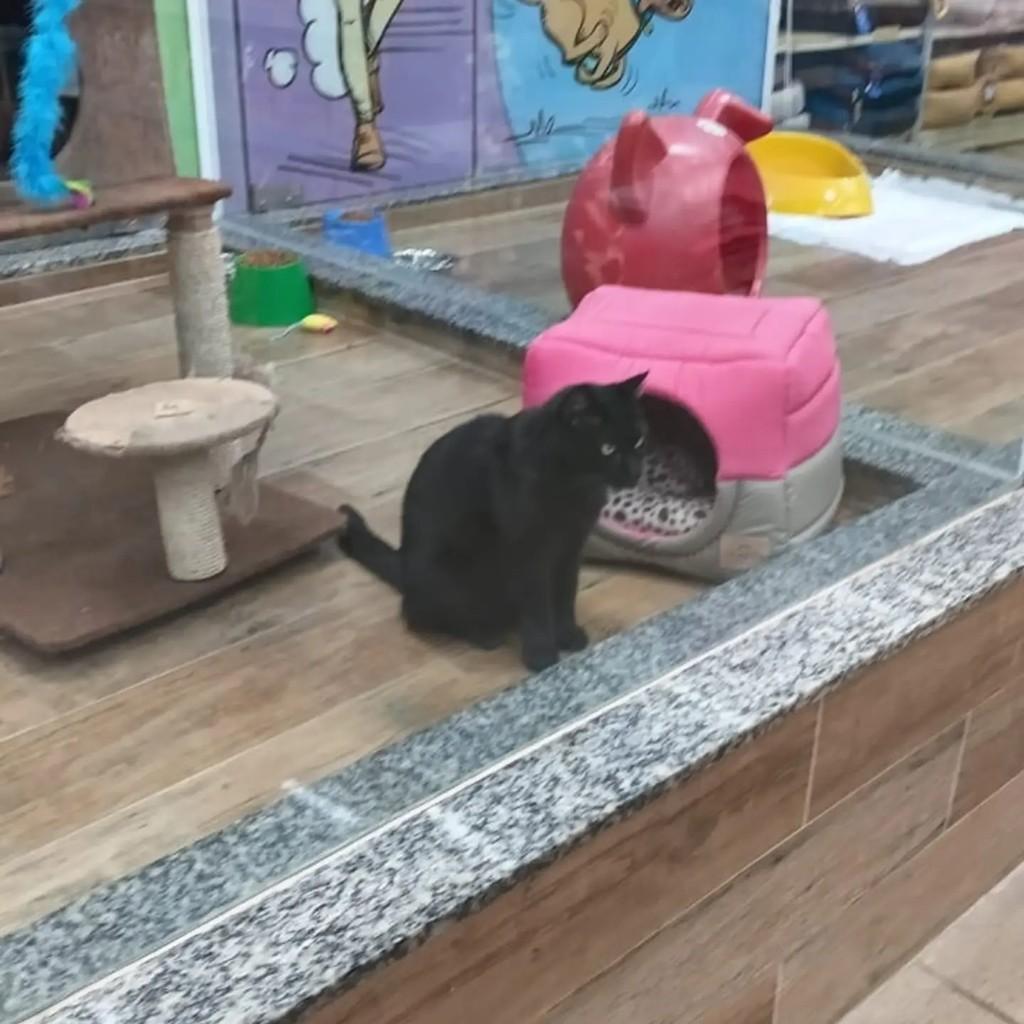 Moleque, gato de porte médio para adoção em Presidente Prudente - SP