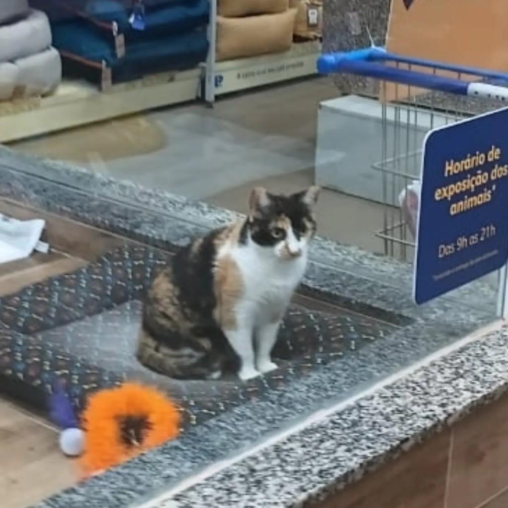 Olivia, gata de porte médio para adoção em Presidente Prudente - SP