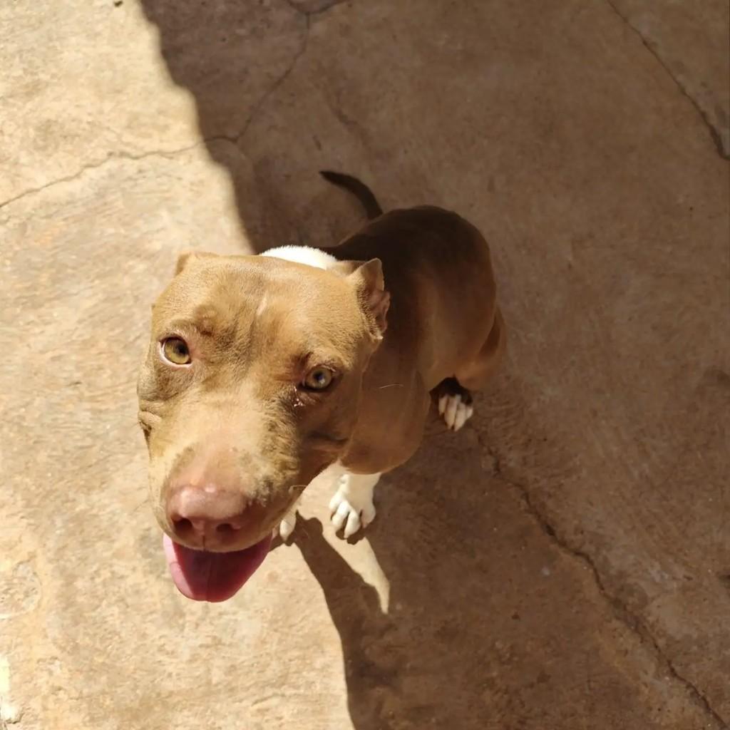 Kiara, cadela de porte médio para adoção em Presidente Prudente - SP — foto 2 de 3