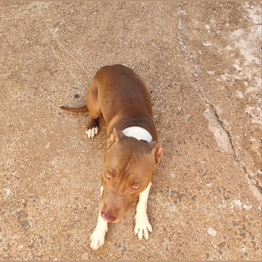 Kiara, cadela de porte médio para adoção em Presidente Prudente - SP — foto 3 de 3