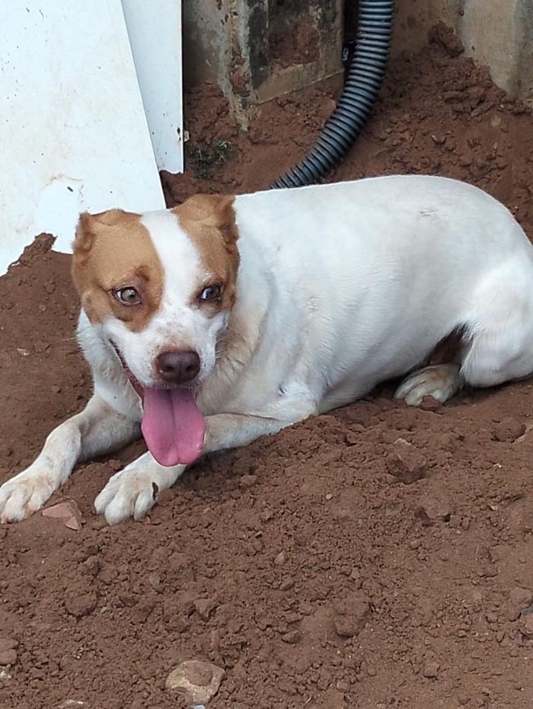Mel, cadela de porte médio para adoção em Matão - SP