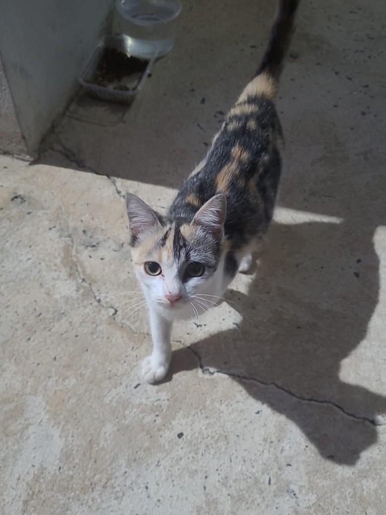 Filhotinha, gata de porte pequeno para adoção em Matão - SP