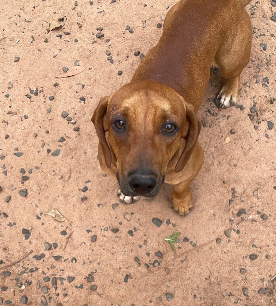 Doguinho, cachorro de porte pequeno para adoção em Matão - SP