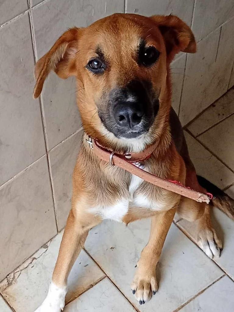 Princesinha, cadela de porte pequeno para adoção em Matão - SP