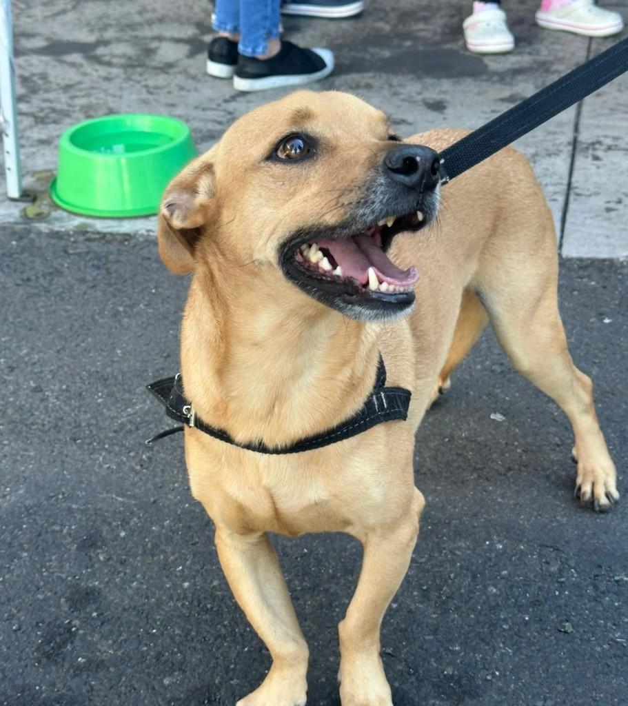 Homer, cachorro de porte pequeno para adoção em Matão - SP