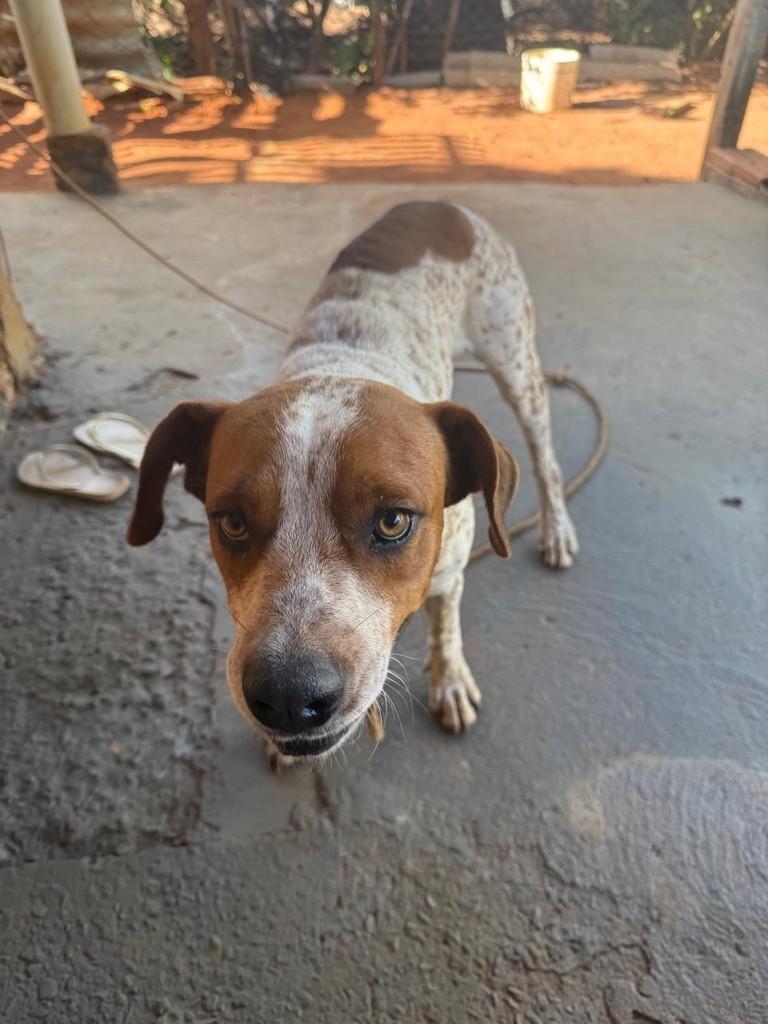 Hulk, cachorro de porte médio para adoção em Matão - SP