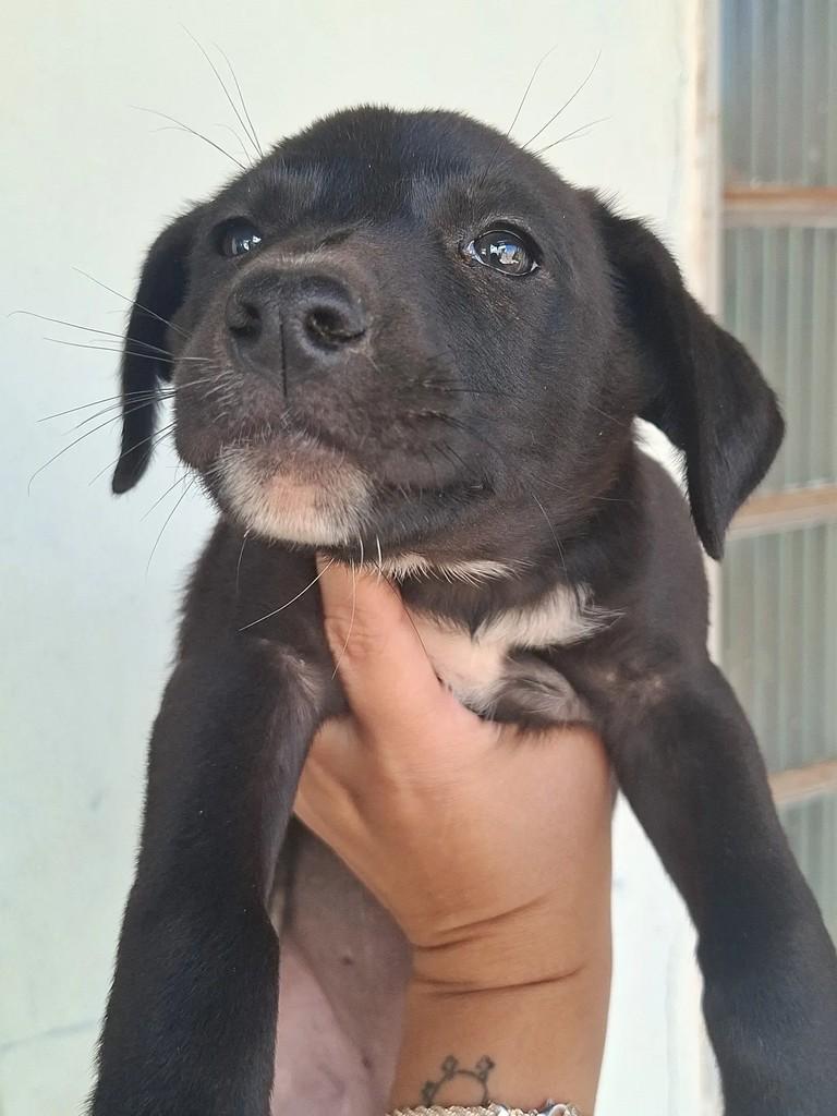 Wandinha, cadela de porte médio para adoção em Matão - SP