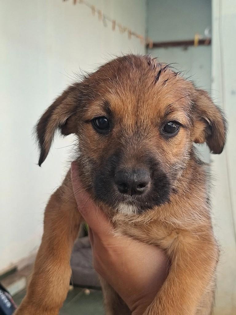 Pelúcia, cachorro de porte grande para adoção em Matão - SP