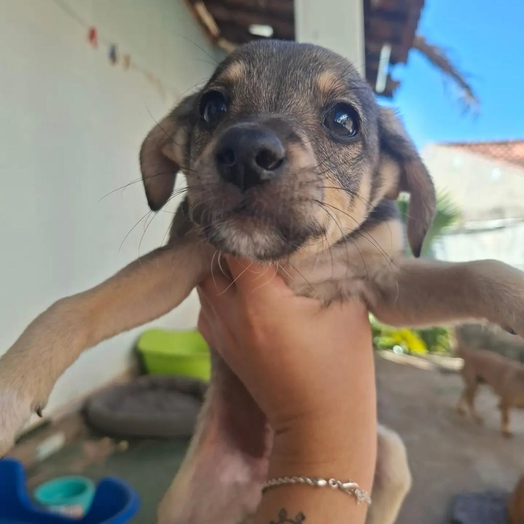 Nininha, cachorro de porte médio para adoção em Matão - SP