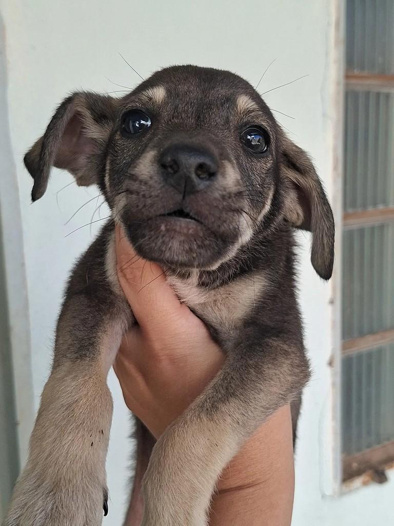 Pimpão, cachorro de porte médio para adoção em Matão - SP