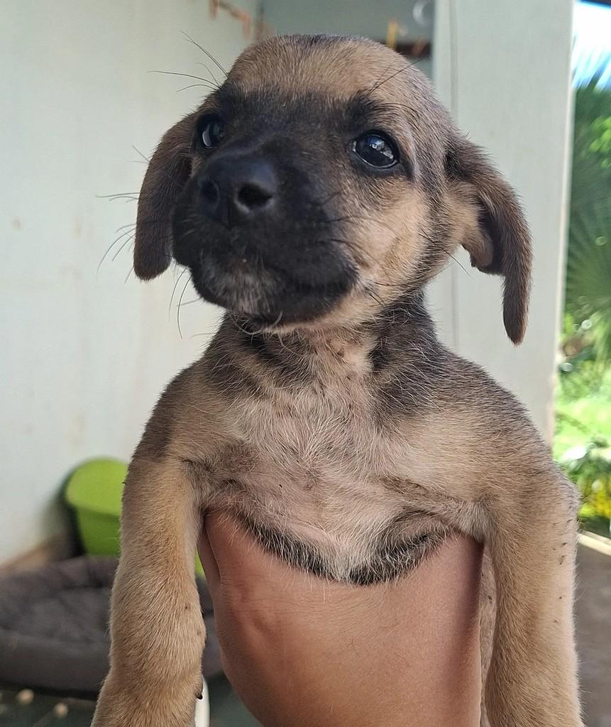 Caco, cachorro de porte médio para adoção em Matão - SP