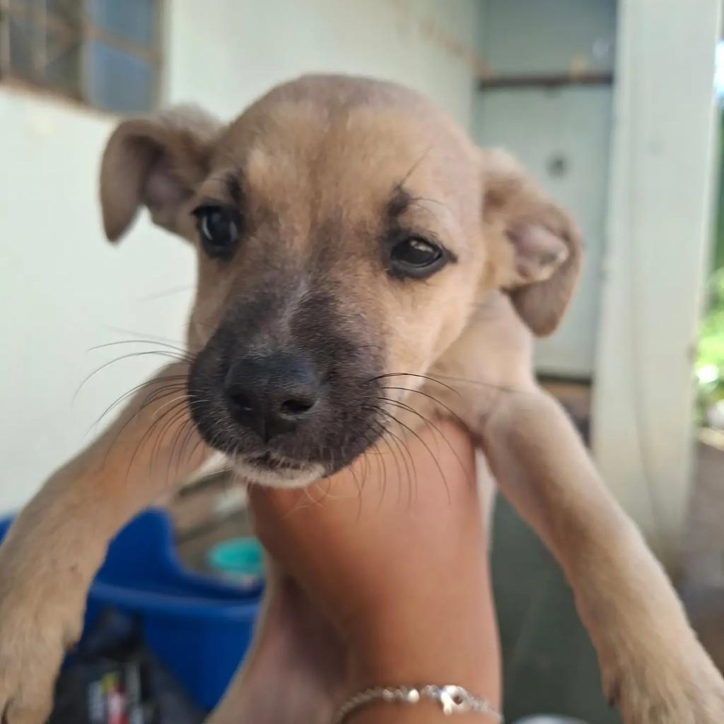 Nero, cachorro de porte médio para adoção em Matão - SP