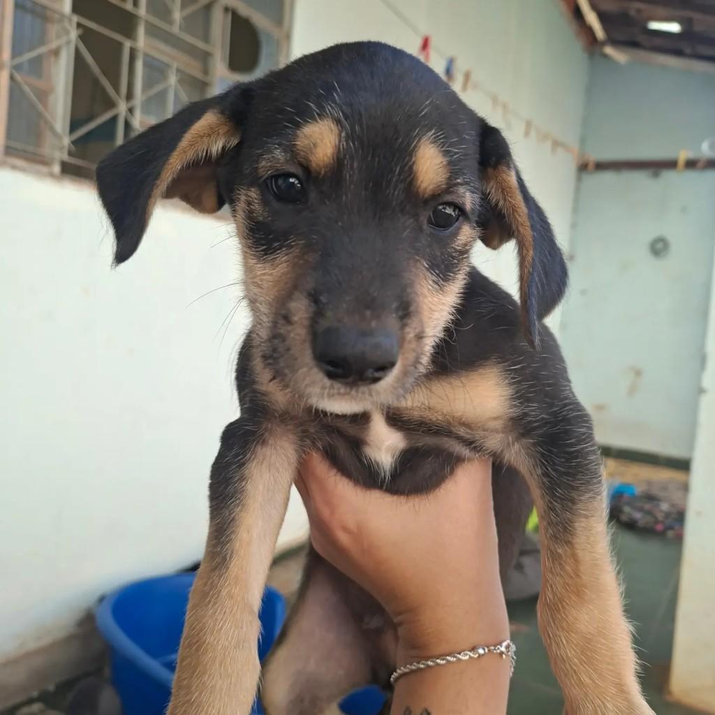 Bilu, cachorro de porte médio para adoção em Matão - SP