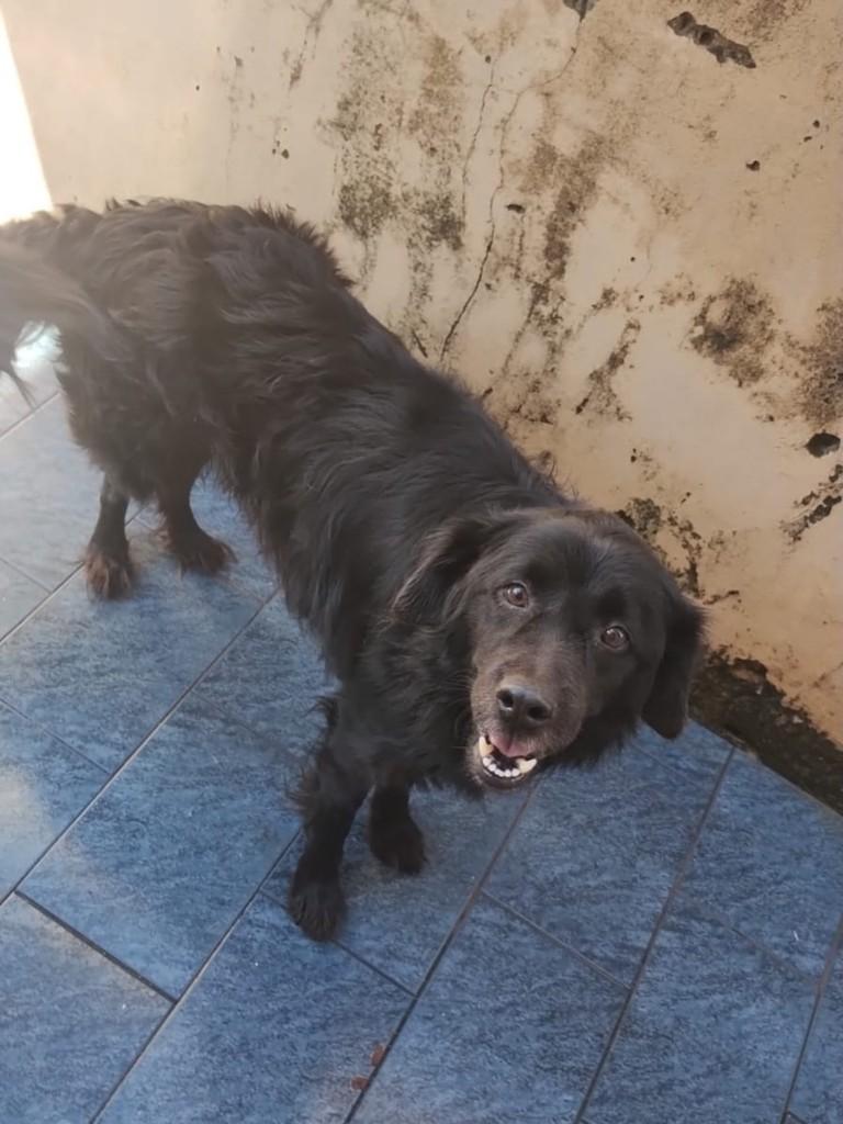 Peludinho, cachorro de porte médio para adoção em Matão - SP