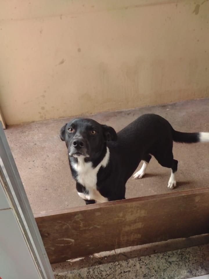 Thon, cachorro de porte médio para adoção em Matão - SP