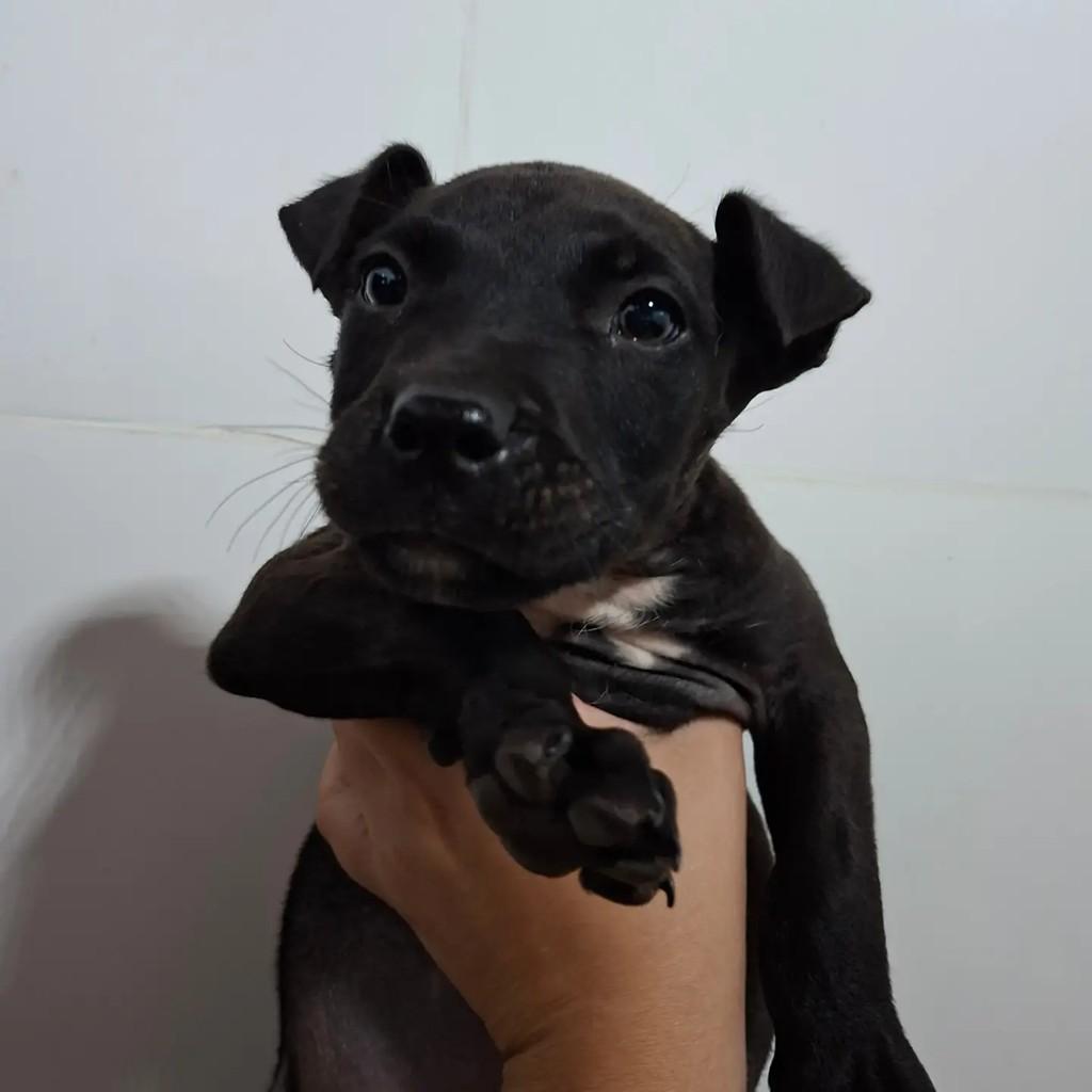 Sabath, cachorro de porte médio para adoção em Matão - SP