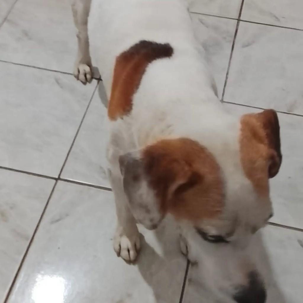 Menininho, cachorro de porte pequeno para adoção em Matão - SP