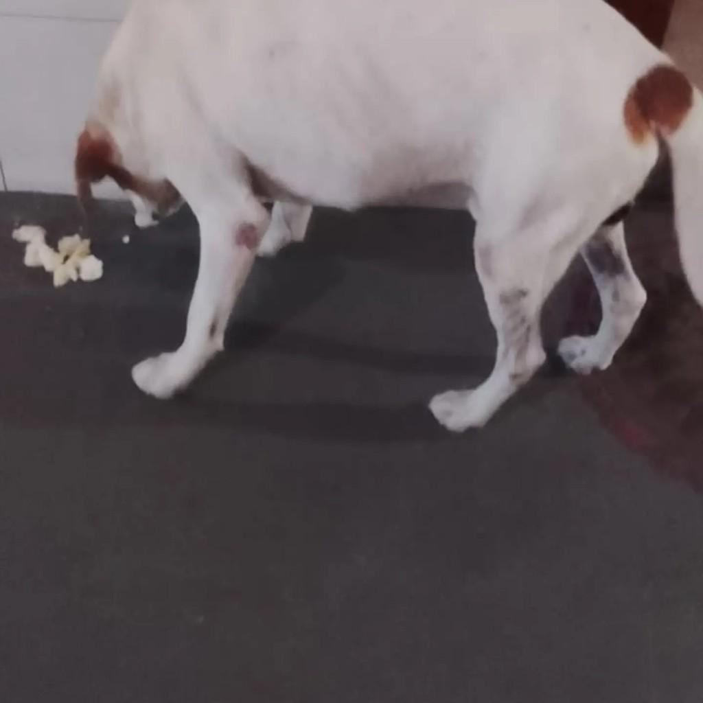 Menininho, cachorro de porte pequeno para adoção em Matão - SP — foto 2 de 2