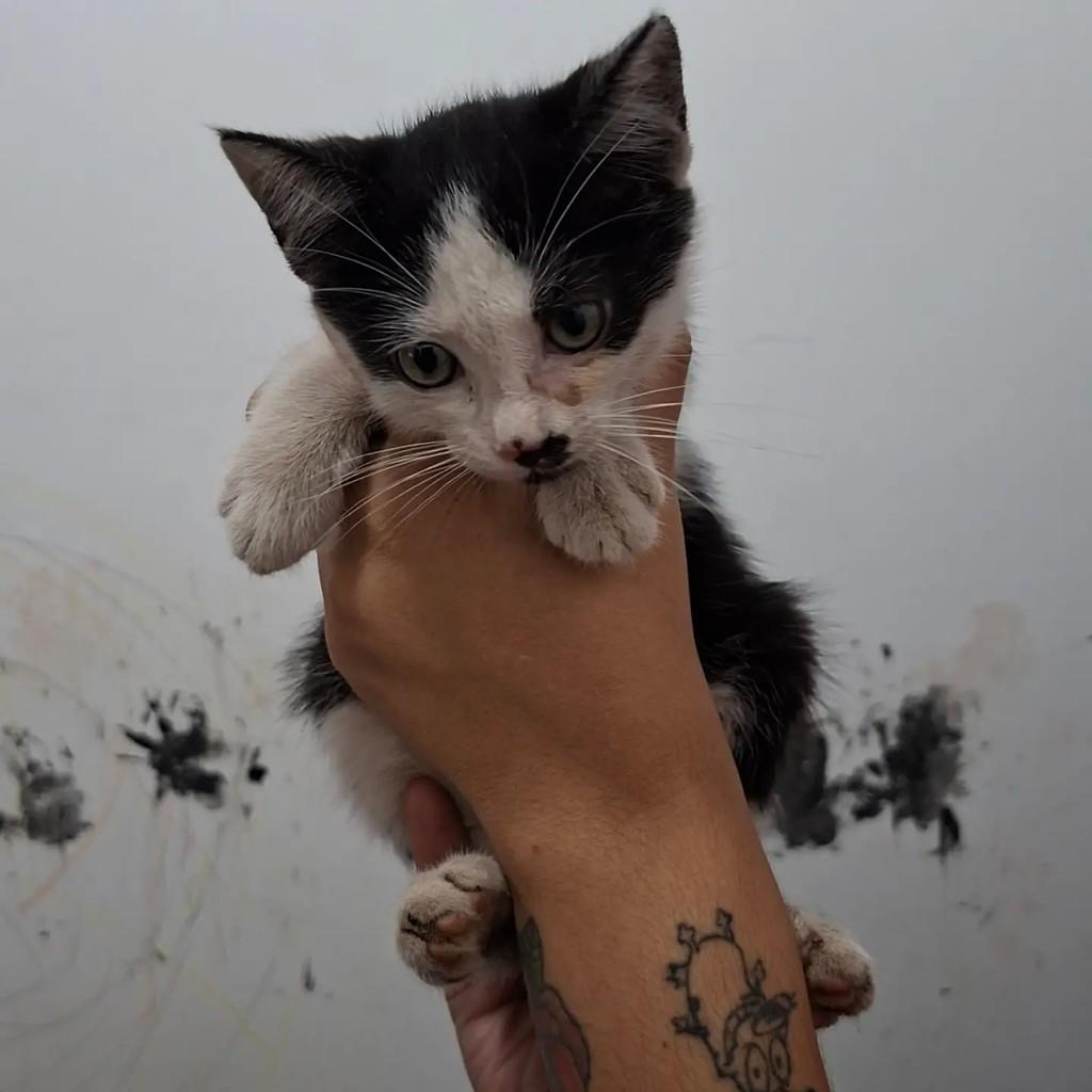 Mocinha, gata de porte pequeno para adoção em Matão - SP