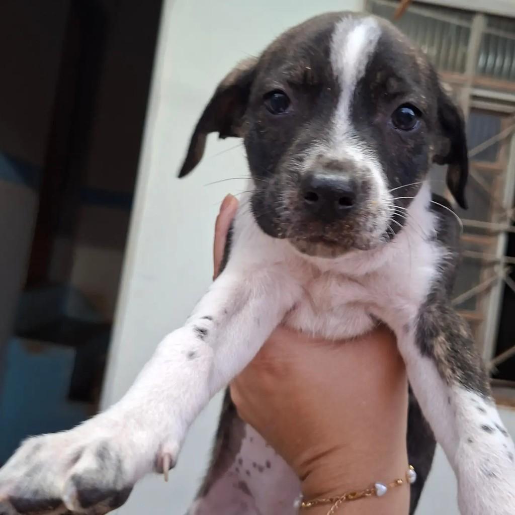 Tom, cachorro de porte pequeno para adoção em Matão - SP