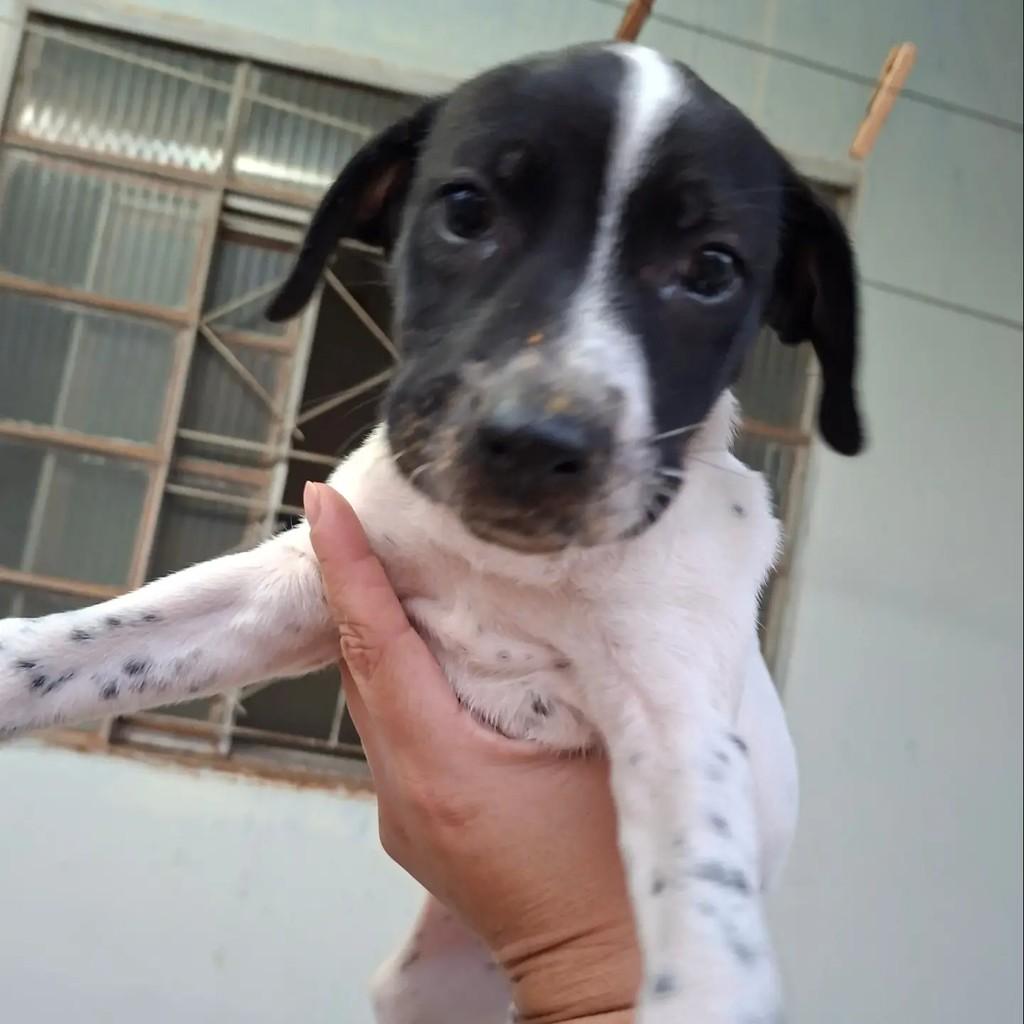 Valente, cachorro de porte pequeno para adoção em Matão - SP