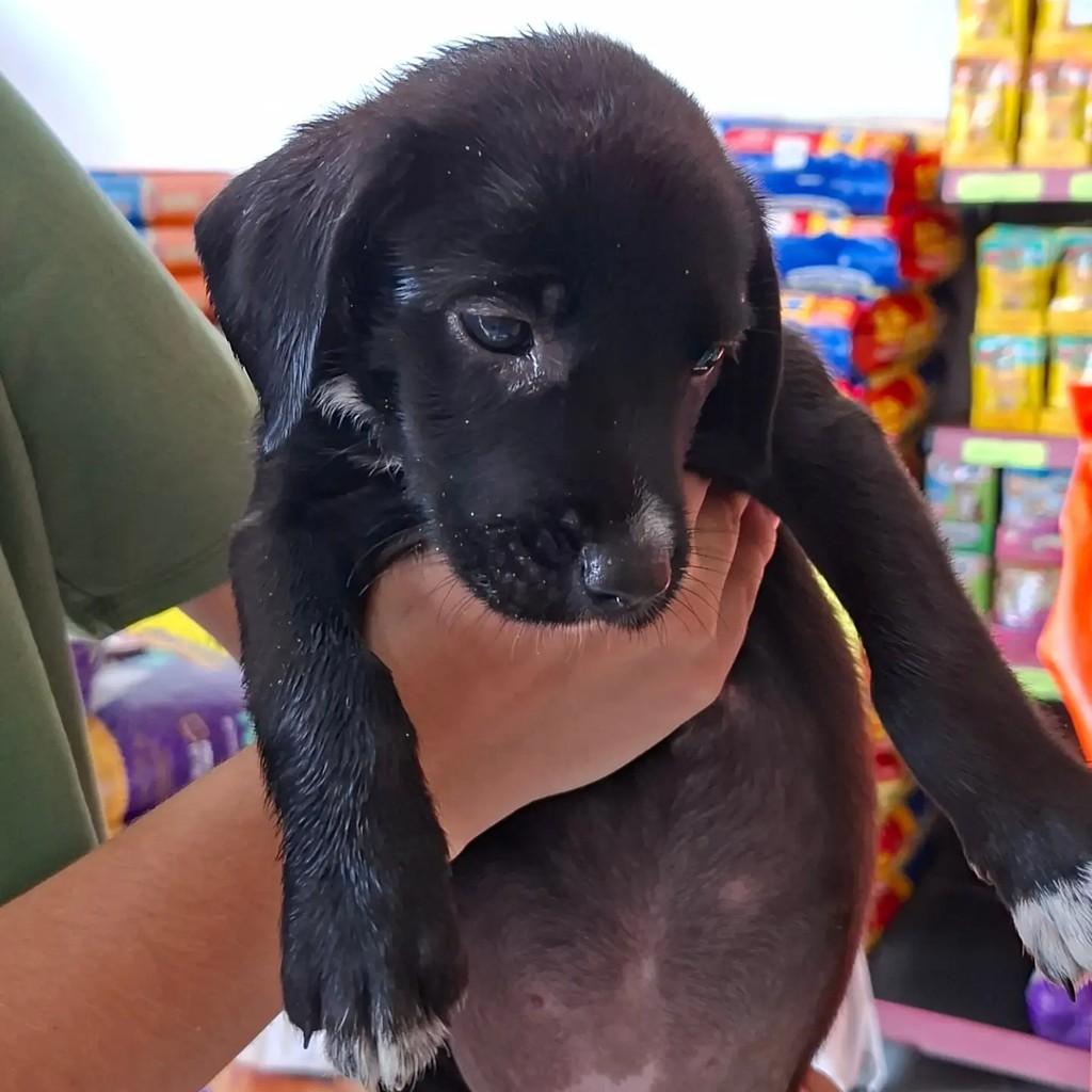 Renato, cachorro de porte pequeno para adoção em Matão - SP