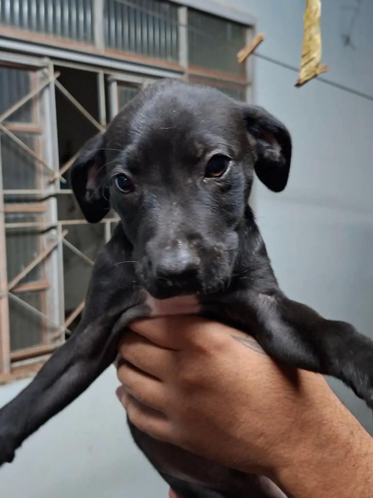 Joaquim, cachorro de porte pequeno para adoção em Matão - SP