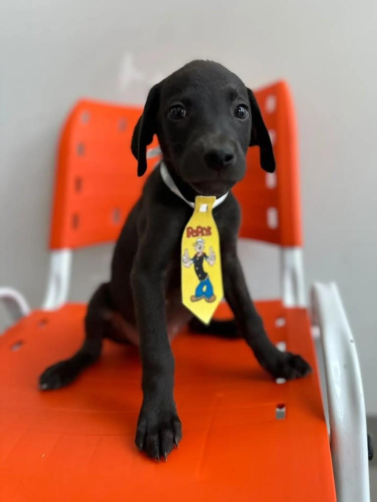 Diogo, cachorro de porte pequeno para adoção em Matão - SP