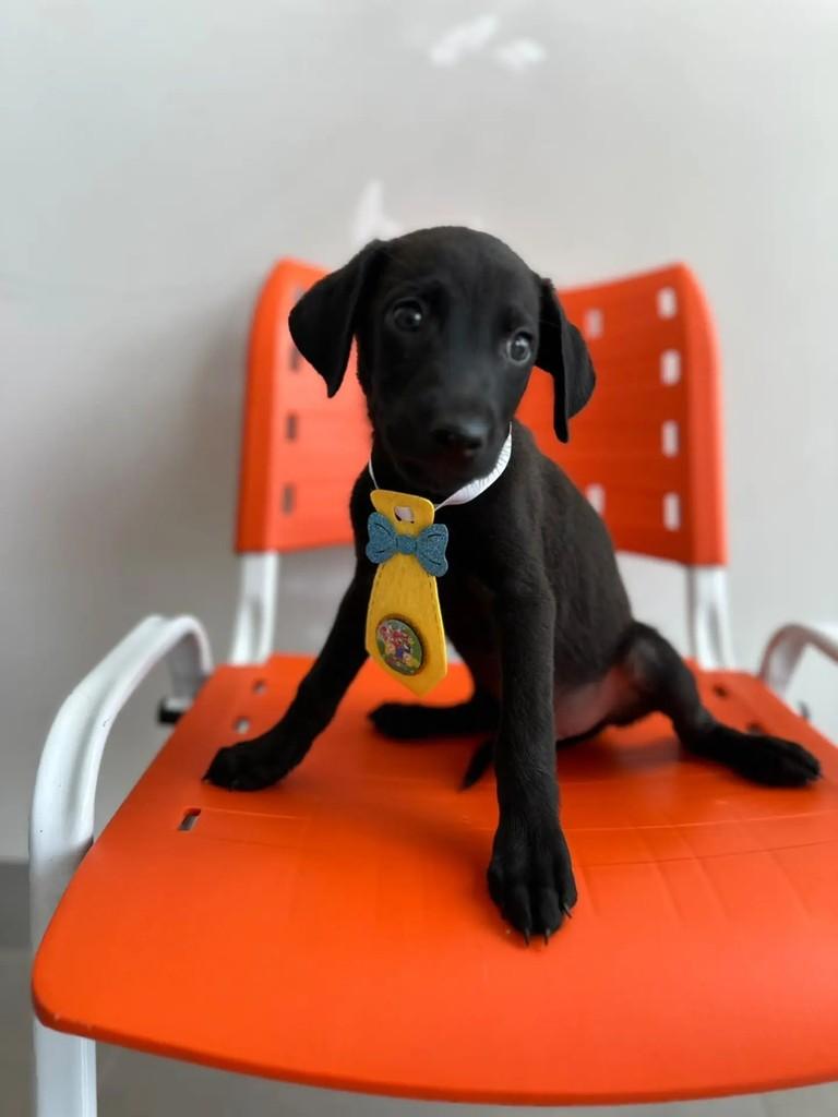 Rafael, cachorro para adoção em Matão - SP
