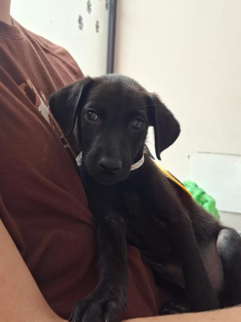Vitor, cachorro para adoção em Matão - SP