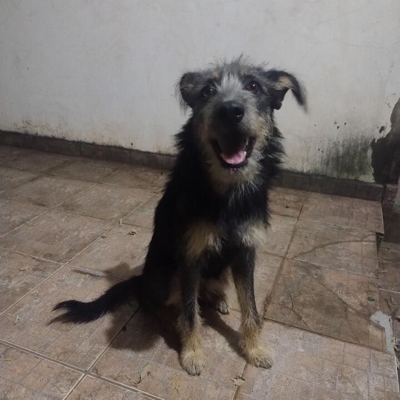 Kiara, cadela de porte médio para adoção em Rinópolis - SP