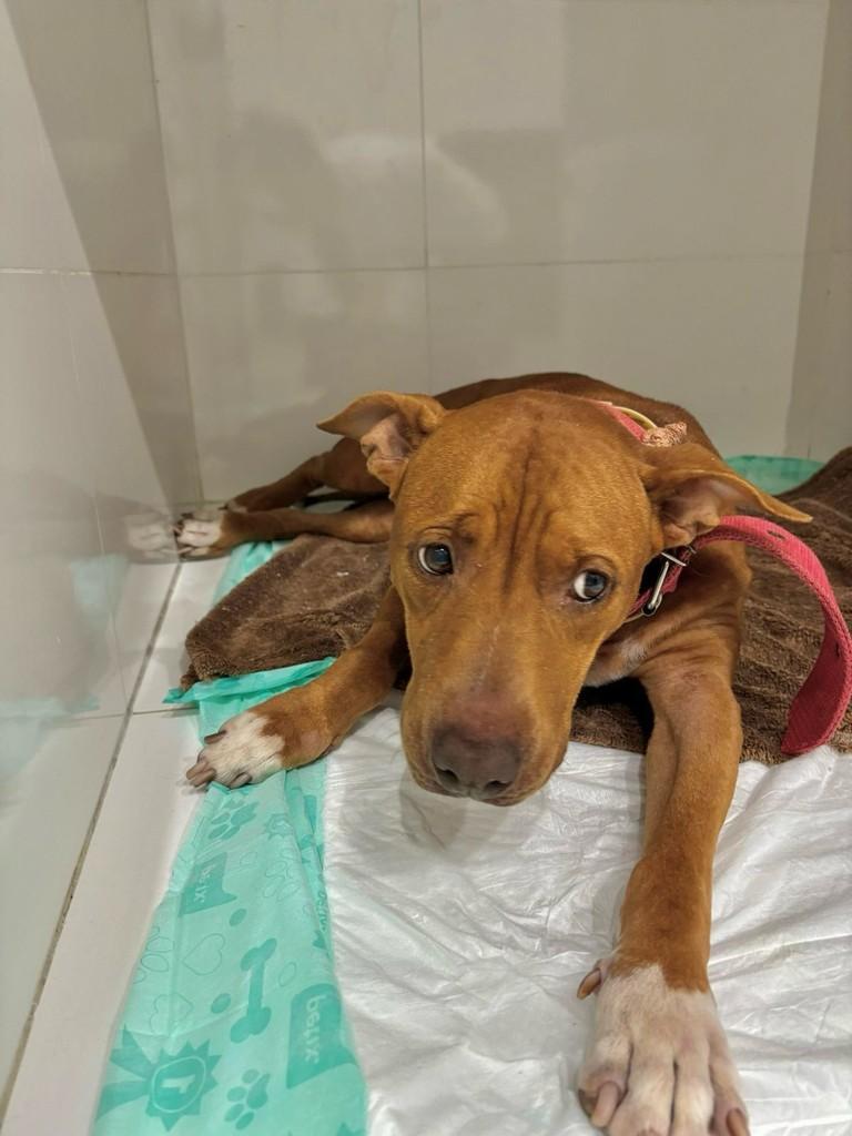 Kira, cachorro de porte pequeno para adoção em Rinópolis - SP