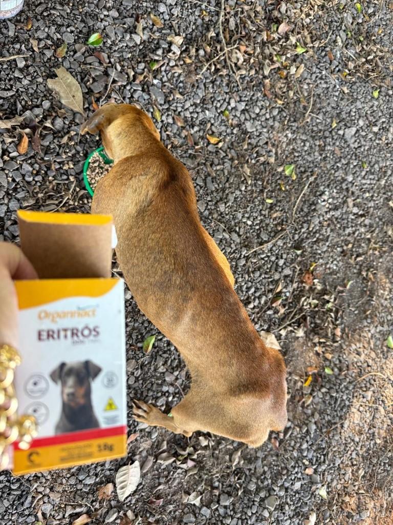Léo, cachorro de porte pequeno para adoção em Rinópolis - SP
