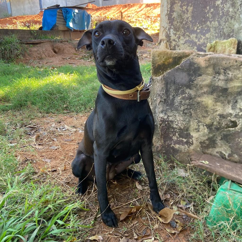 Julieta, cadela de porte médio para adoção em Rinópolis - SP