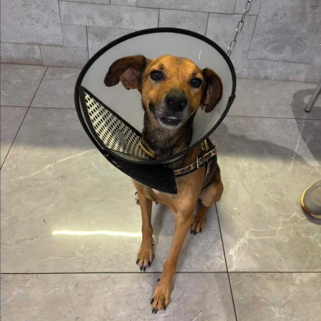 Marrom, cachorro de porte pequeno para adoção em Rinópolis - SP