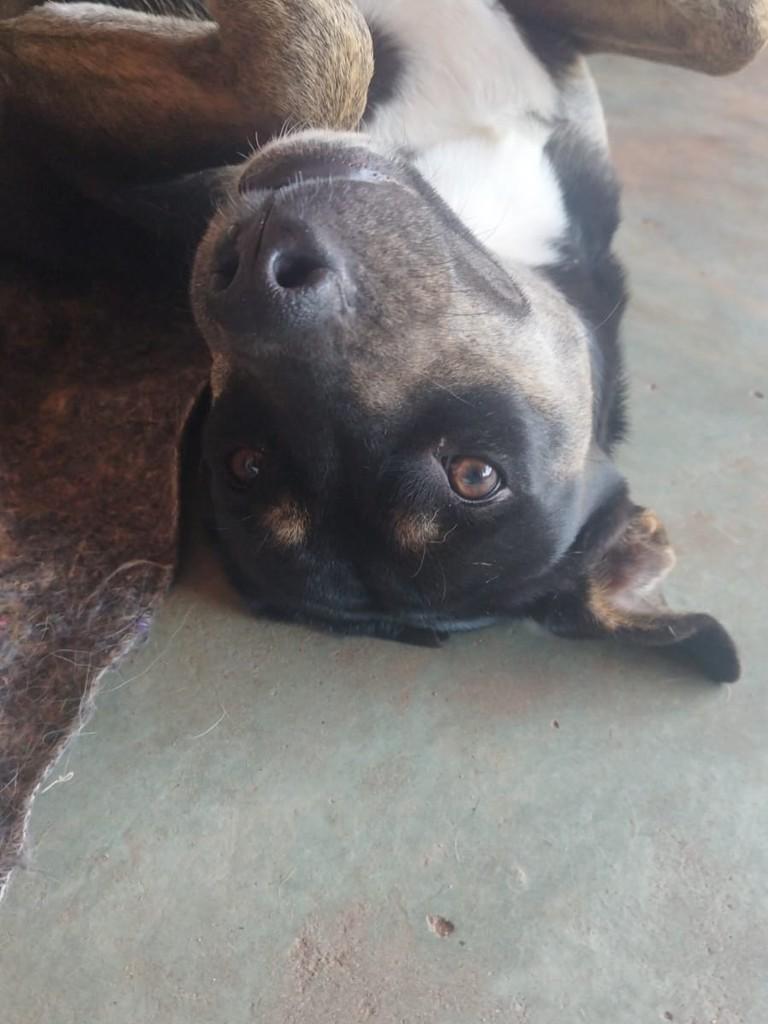 Zyra, cadela de porte pequeno para adoção em Rinópolis - SP