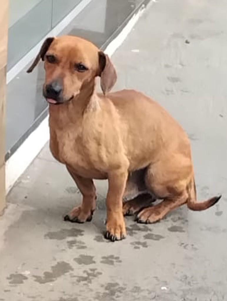 Aumigo, cachorro de porte pequeno para adoção em Rinópolis - SP