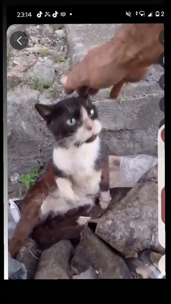 Look, gato de porte pequeno para adoção em Eunápolis - BA