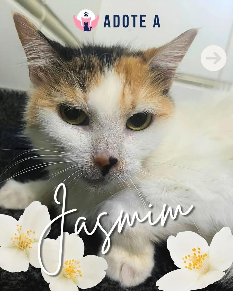 Jasmim, gata de porte médio para adoção em Rio de Janeiro - RJ