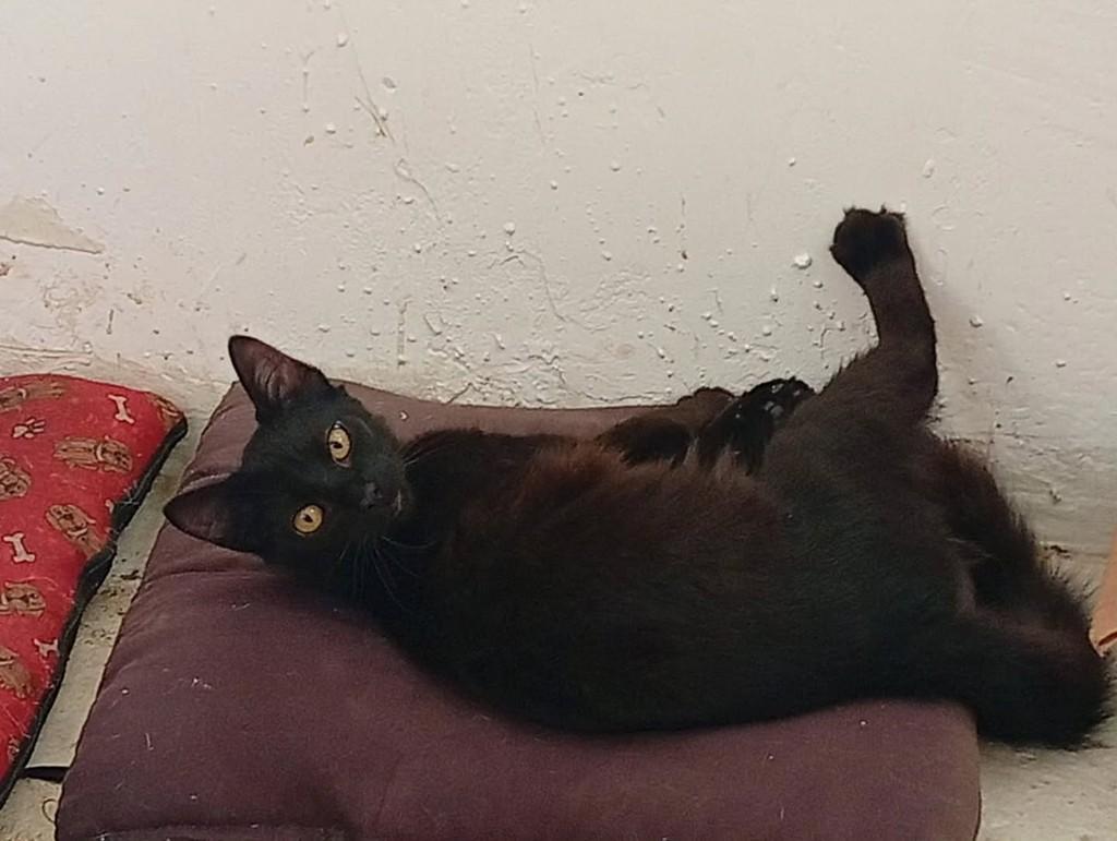 Hades, gato de porte pequeno para adoção em Rio de Janeiro - RJ