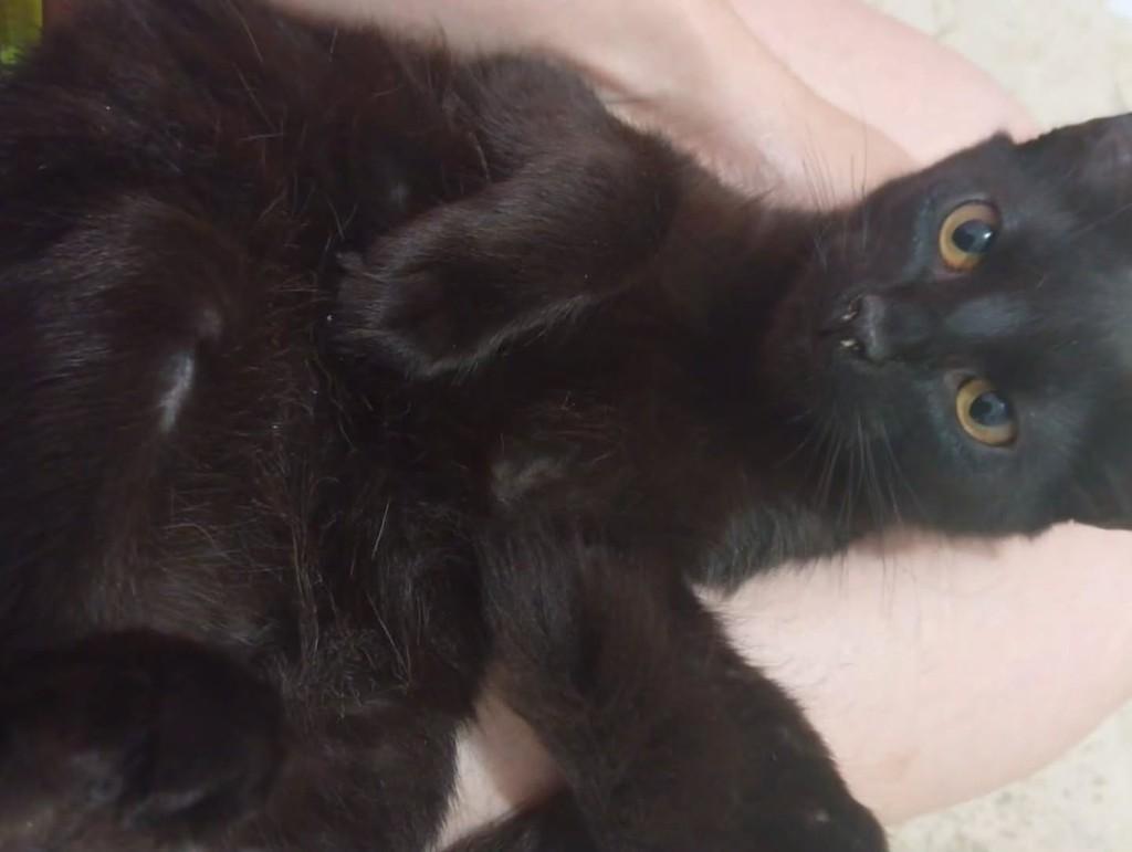 Hades, gato de porte pequeno para adoção em Rio de Janeiro - RJ — foto 2 de 2