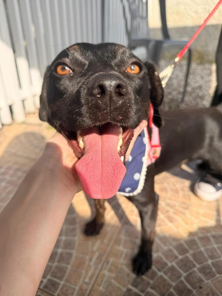 Thor, cachorro de porte médio para adoção em Guabiruba - SC