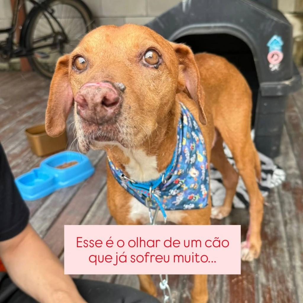 Bento, cachorro de porte médio para adoção em Guabiruba - SC