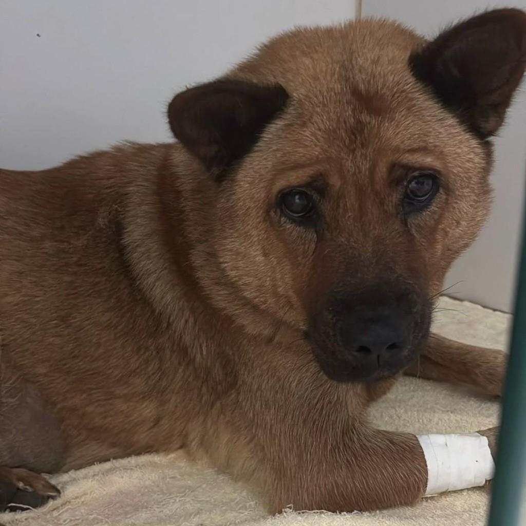 Jasmim, cadela de porte médio para adoção em Brusque - SC
