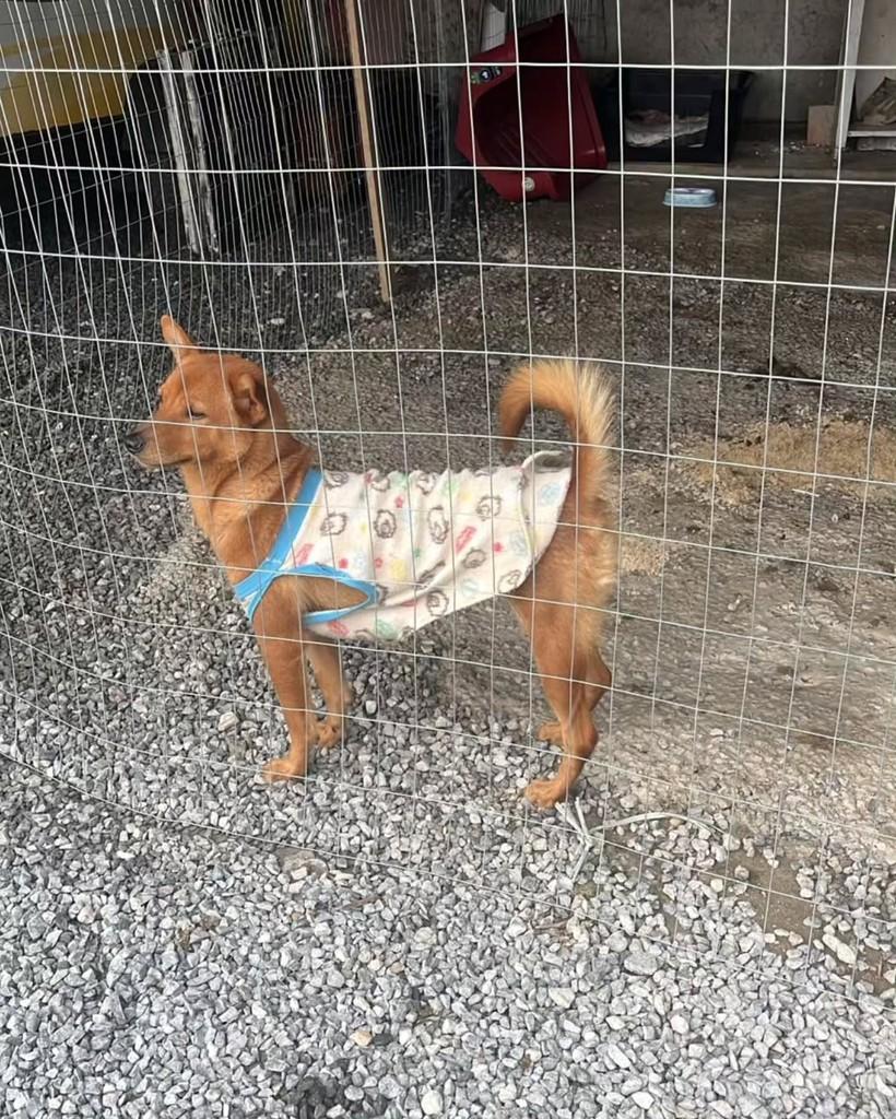 Luna, cadela de porte pequeno para adoção em Guabiruba - SC