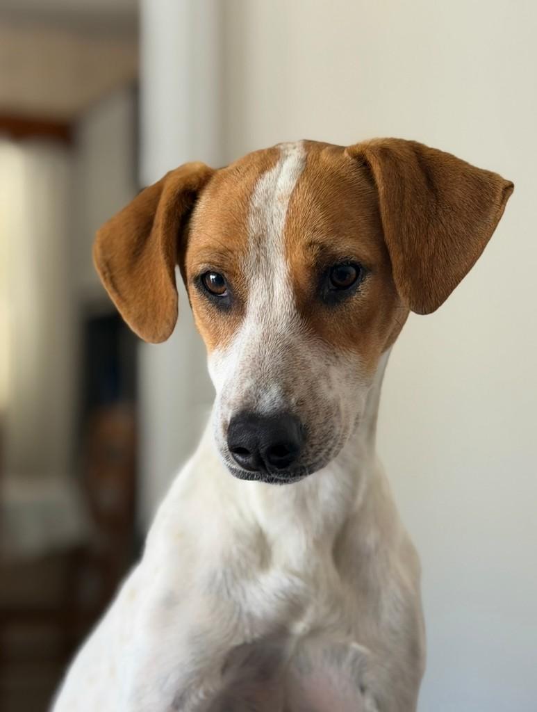 Joaquim, cachorro de porte médio para adoção em Guabiruba - SC